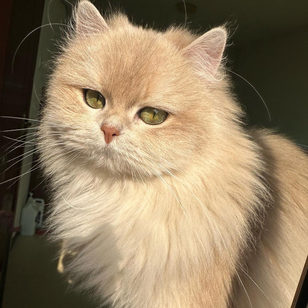 高碑店新城爪爪家萌宠生活坊