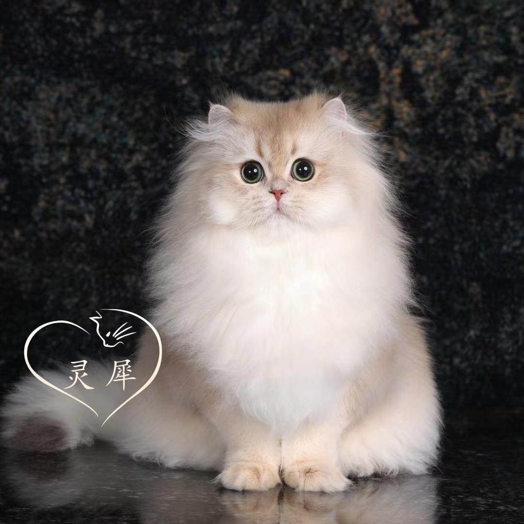 家电批发零售。  家庭猫咪繁育