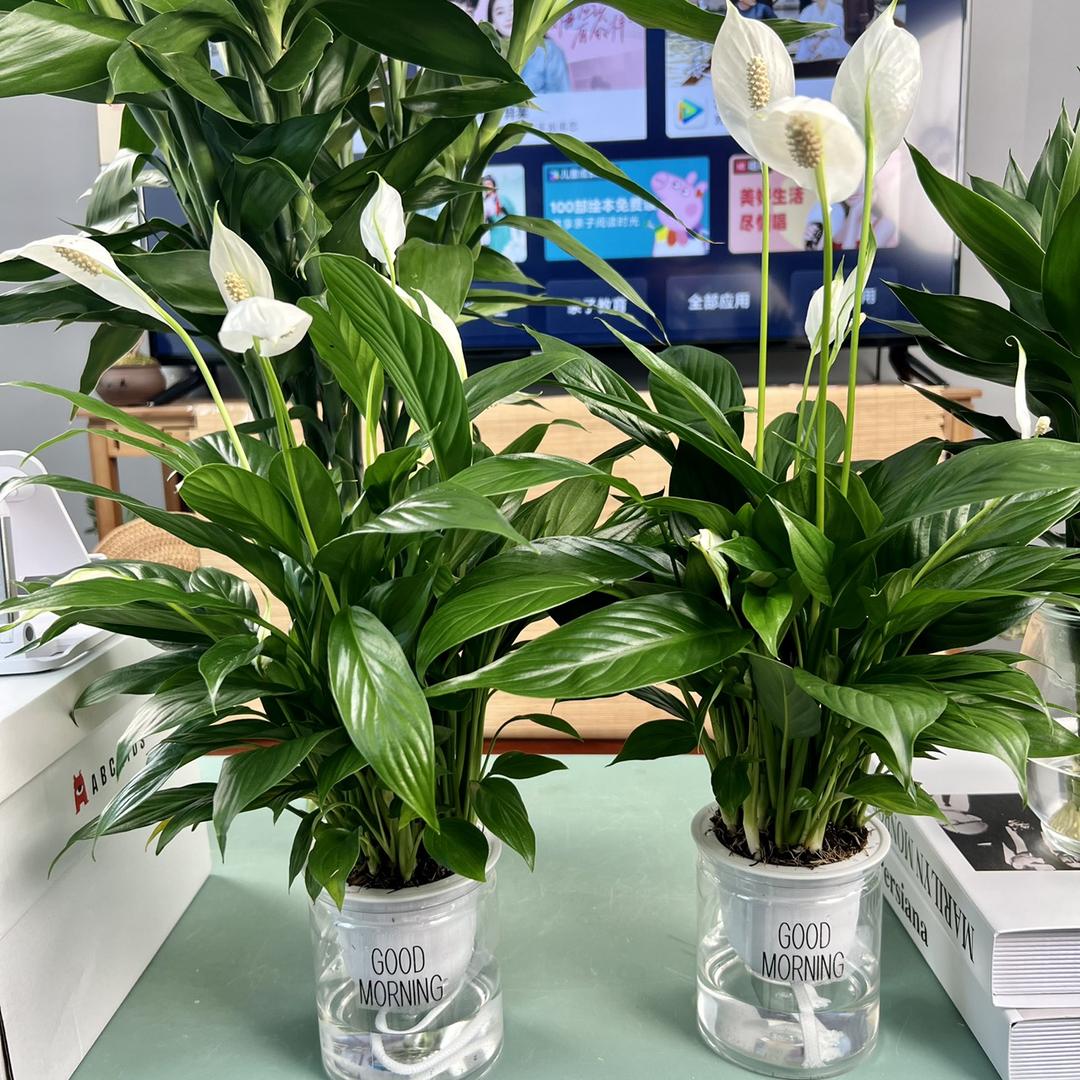 枝巷湾花卉