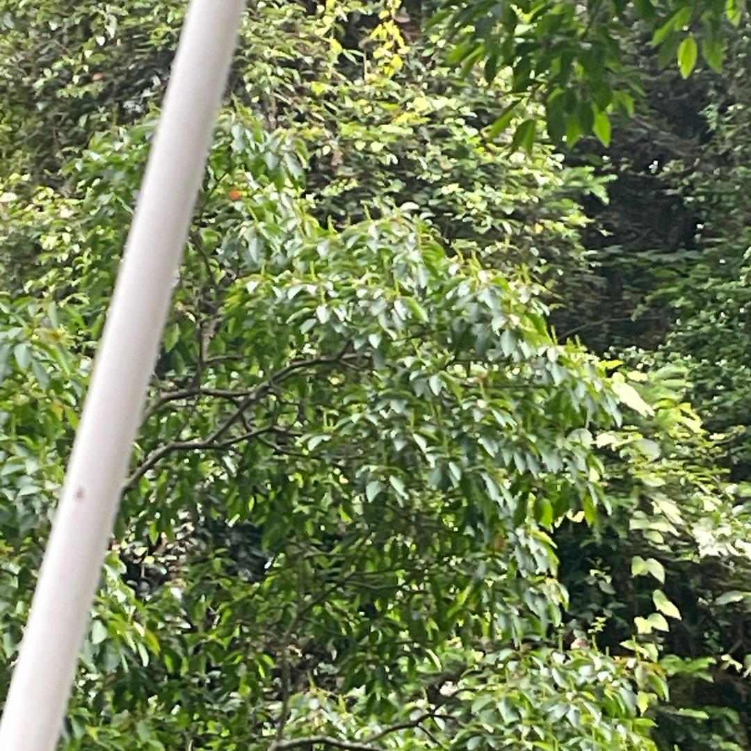 宁德川源旅游出租车光头哥