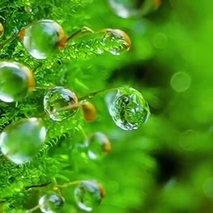 清晨露珠💧