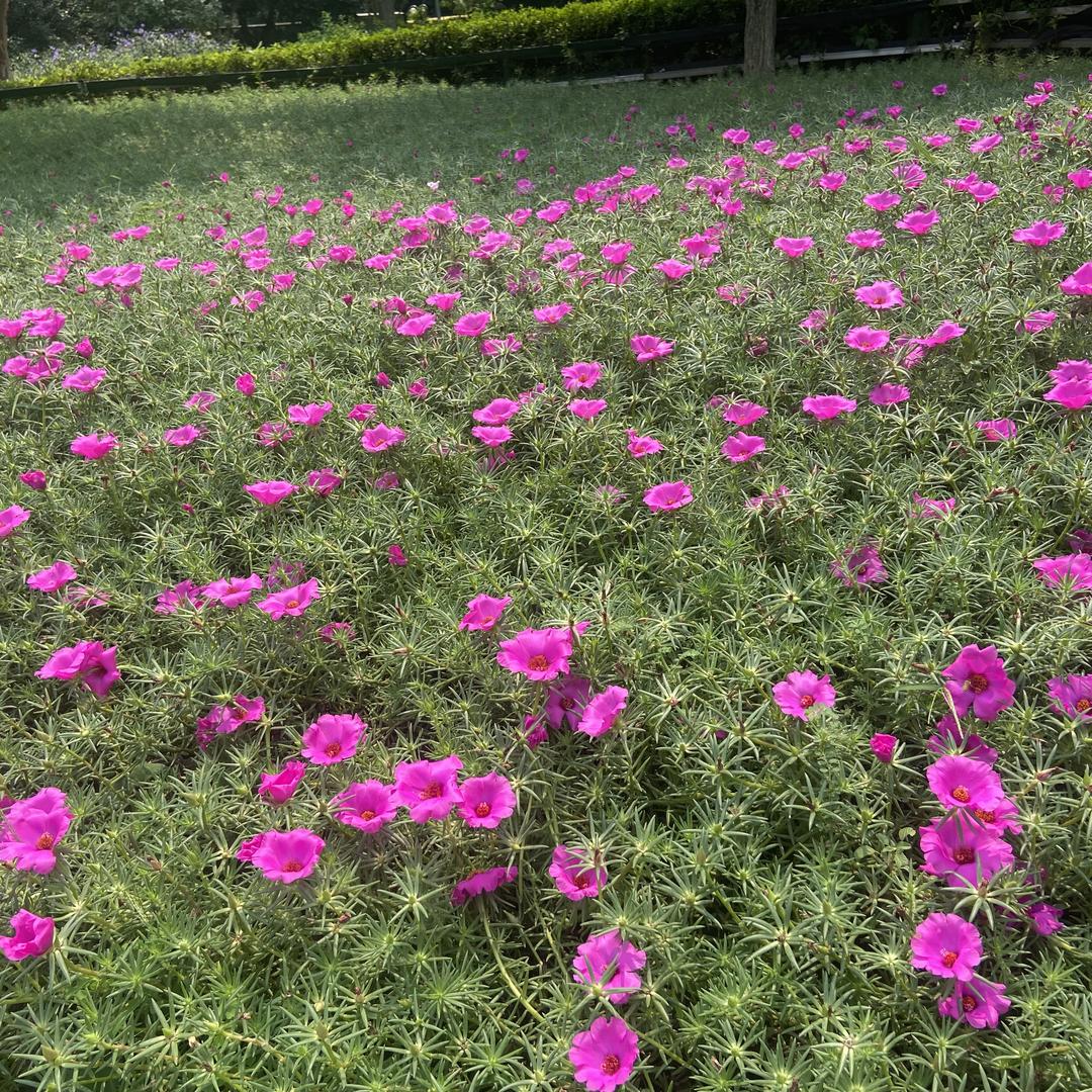 海口龙华务灵凡百货商行