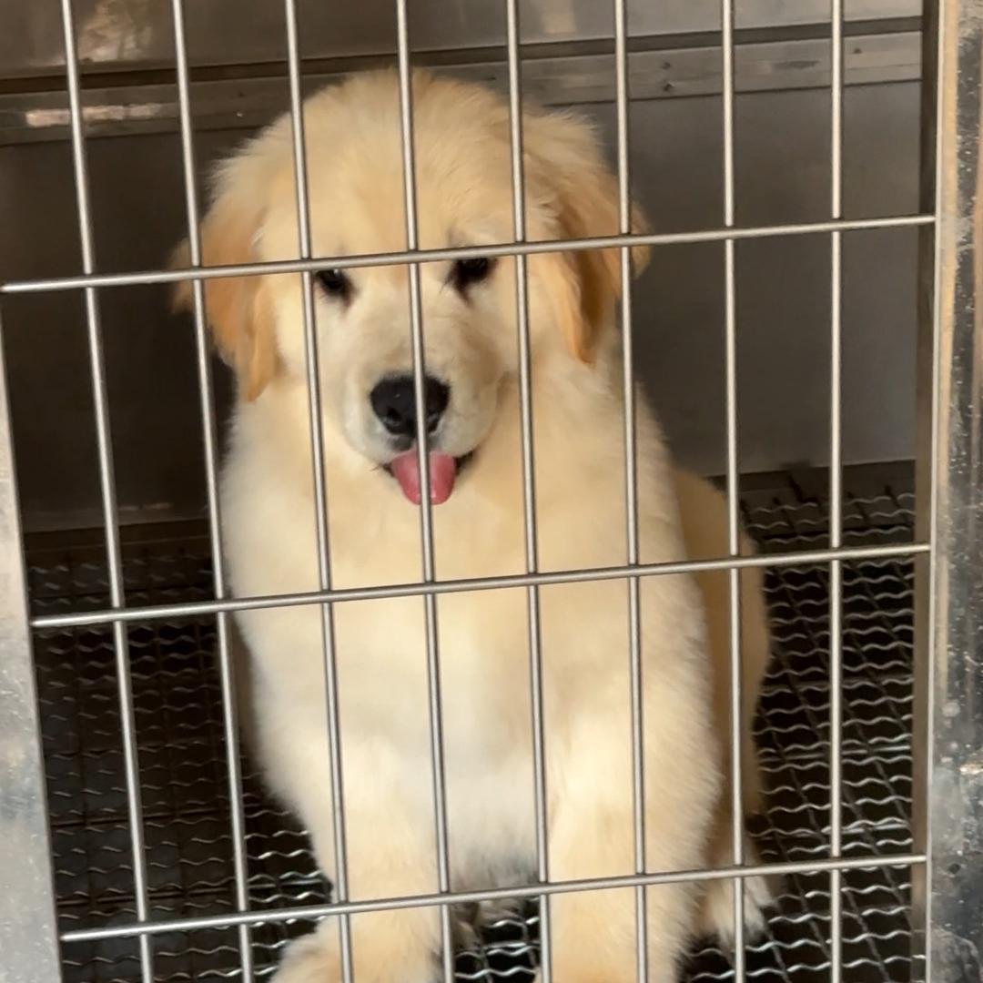 日照安琪儿犬舍