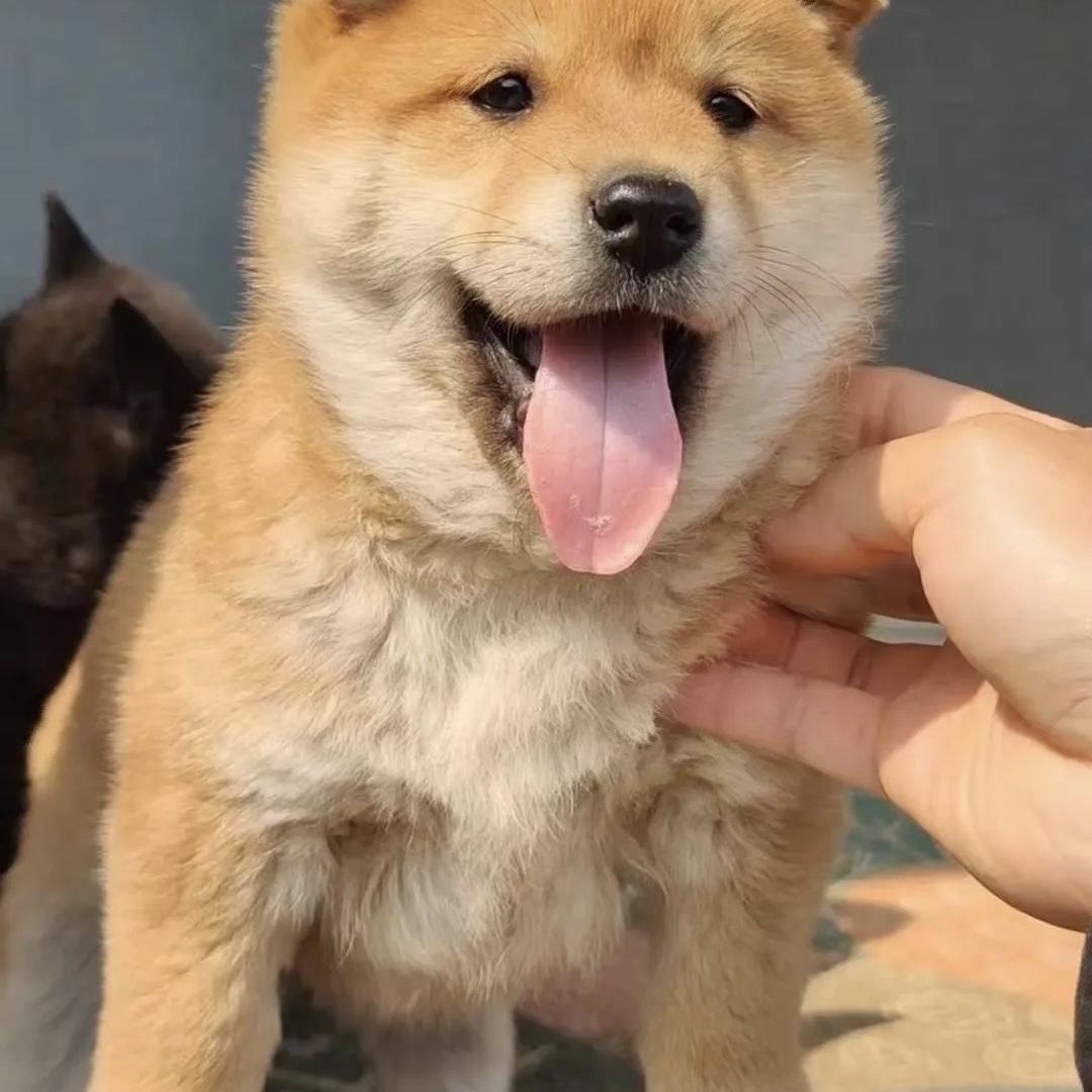 欣然宠物田园犬