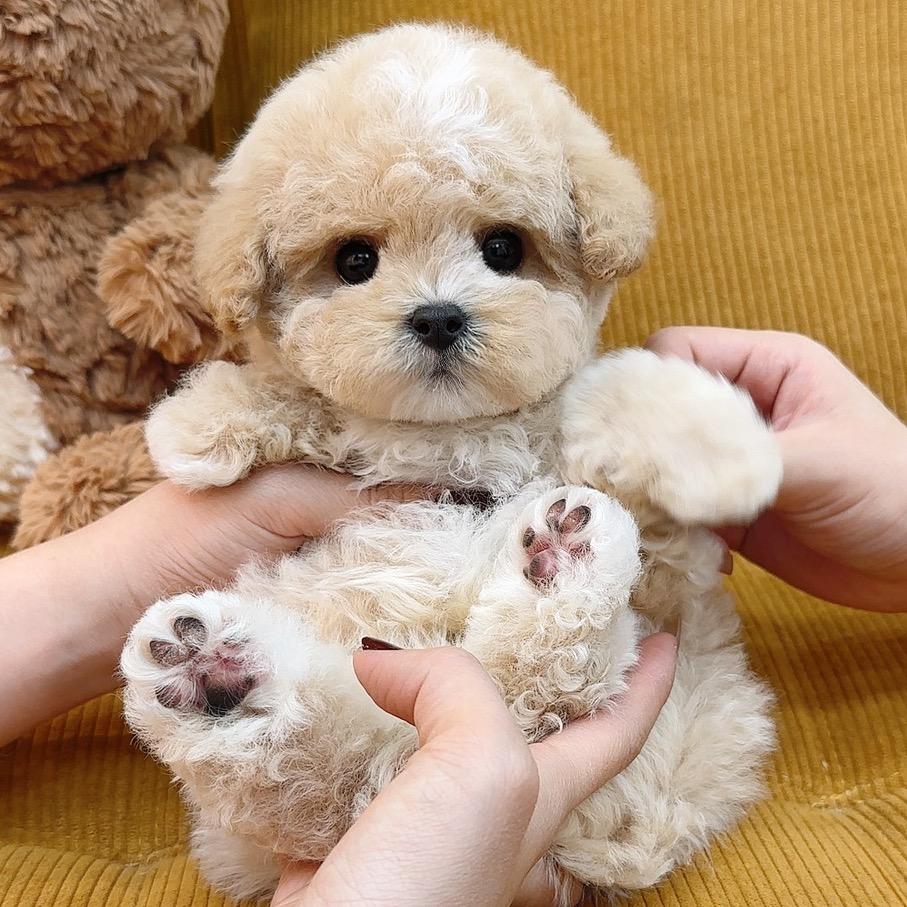 杭州狗猫柠-园园