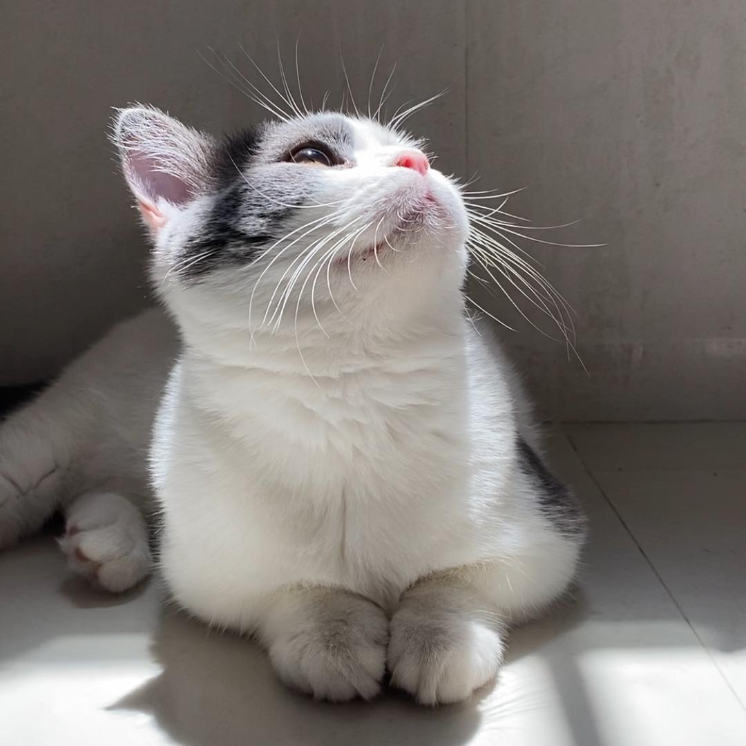 多宝是矮脚呀