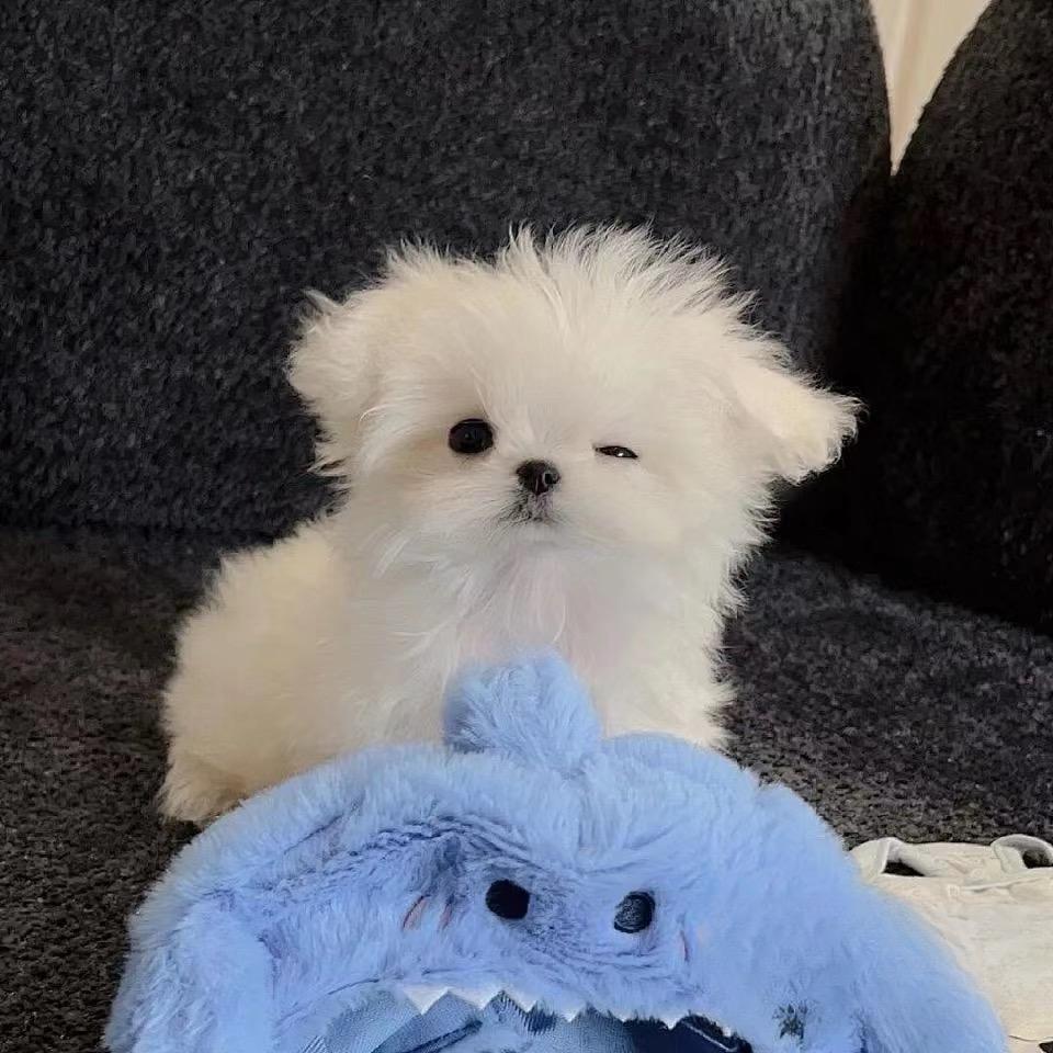 椰子小狗
