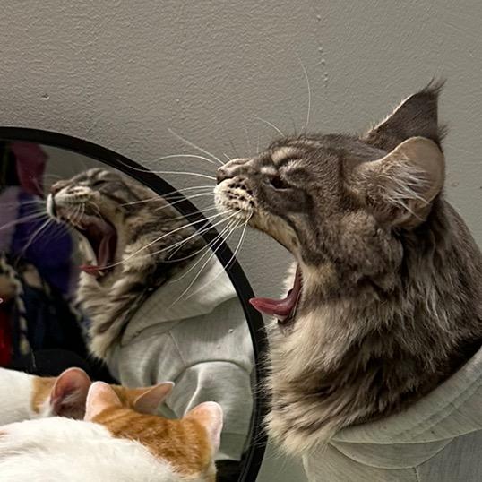 姜只只的猫