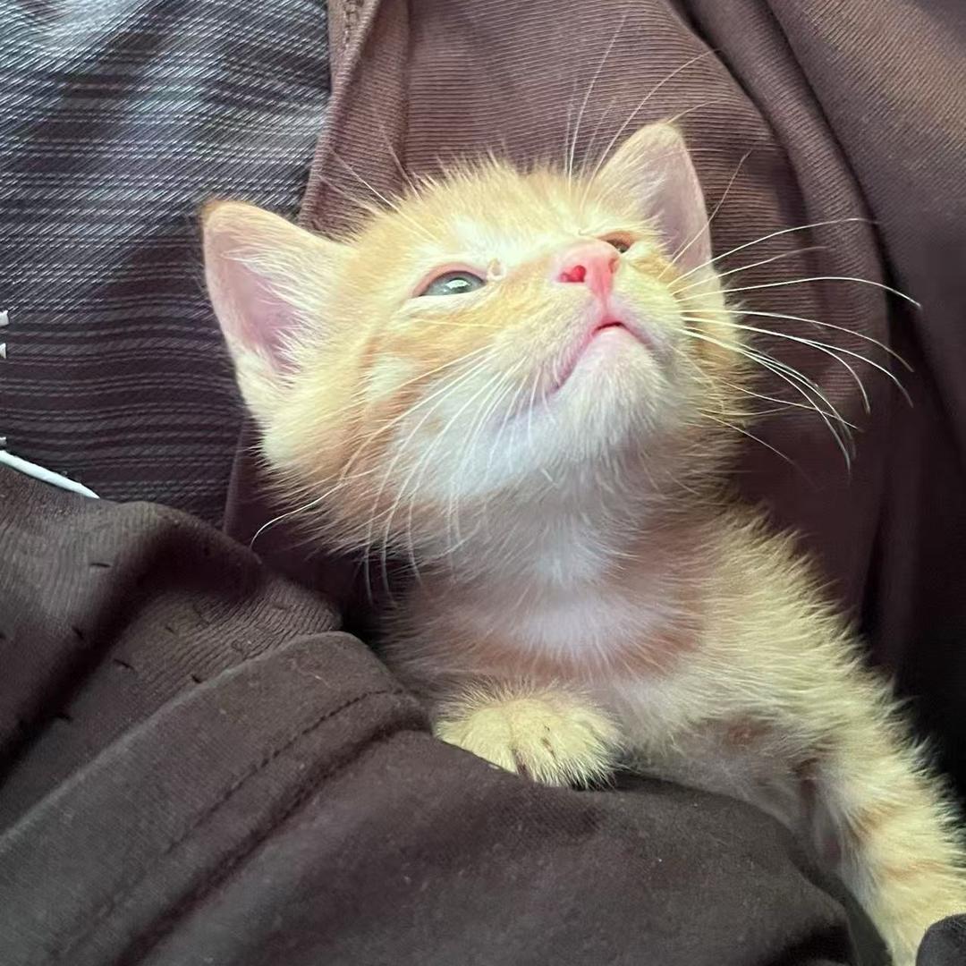 重生之我在杭州当牛马