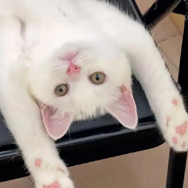 小病猫
