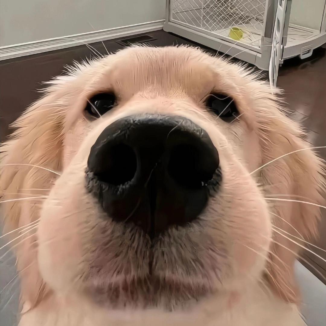 CHEESE