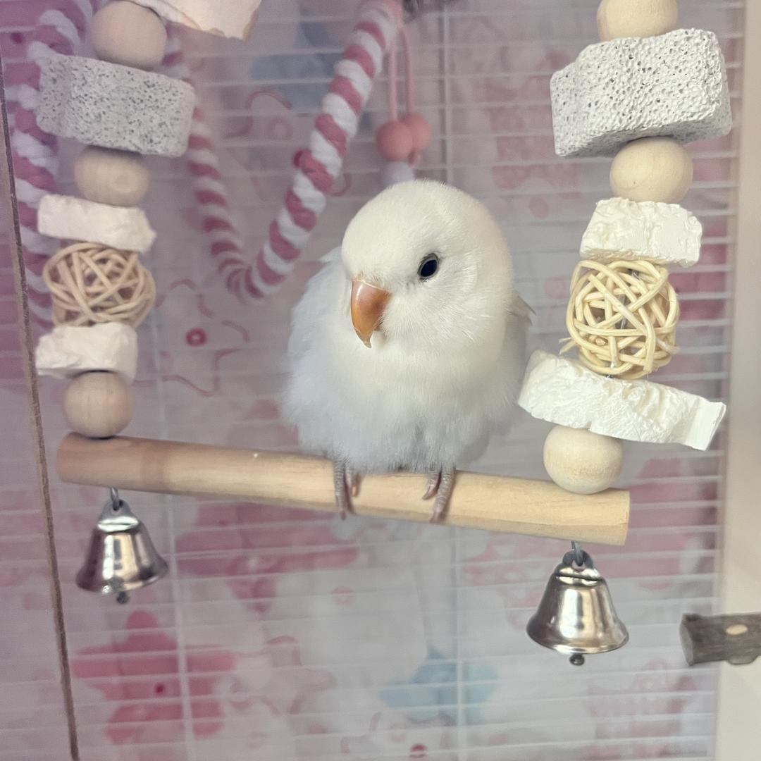 妧妧