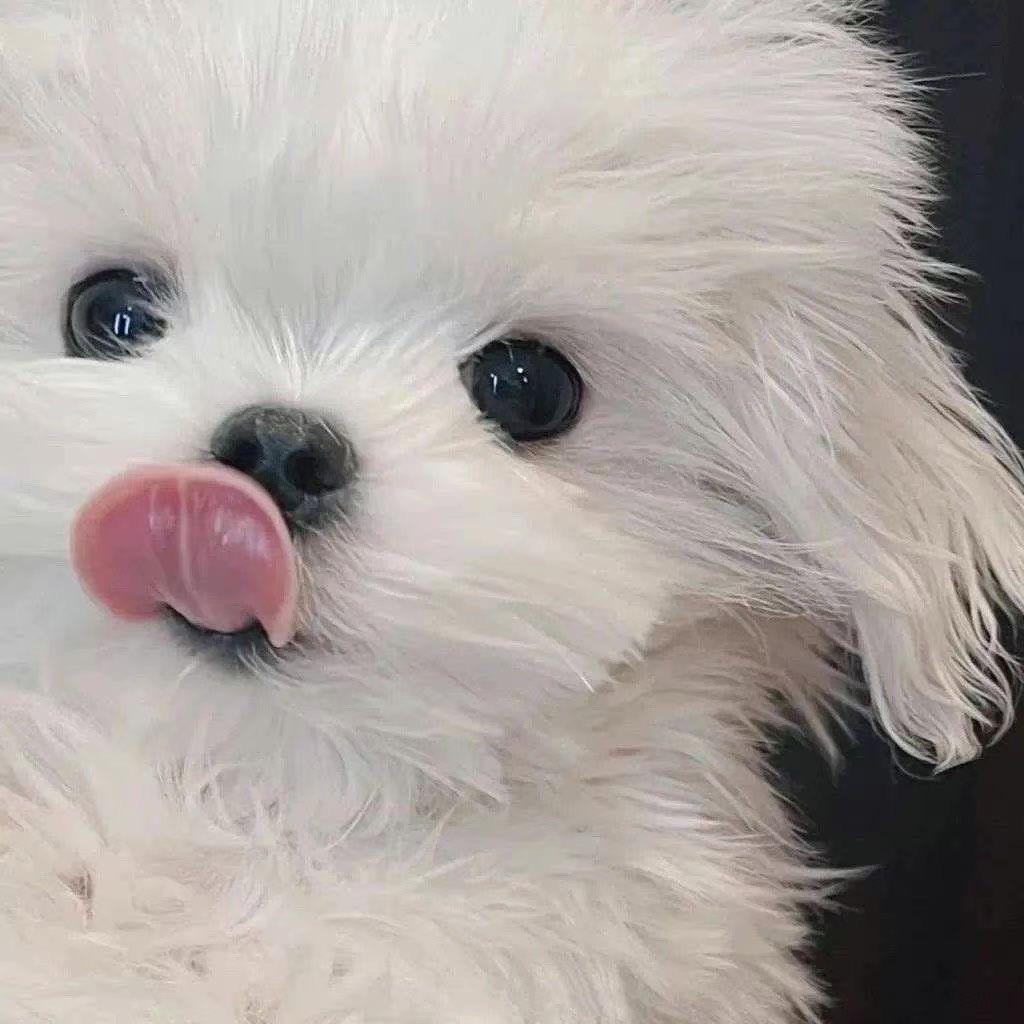 炸毛修狗