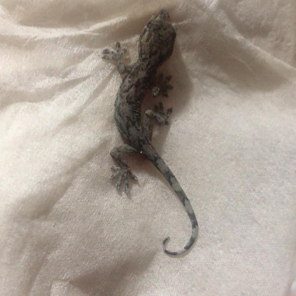 黑白格