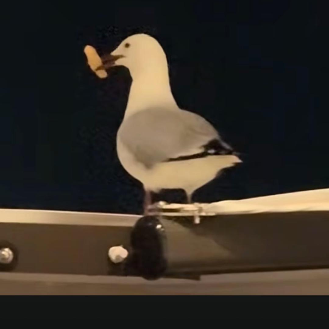 花鹿水