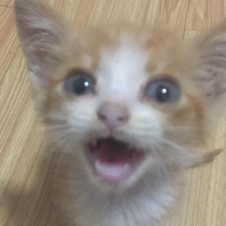 阿谨（三角洲行动）