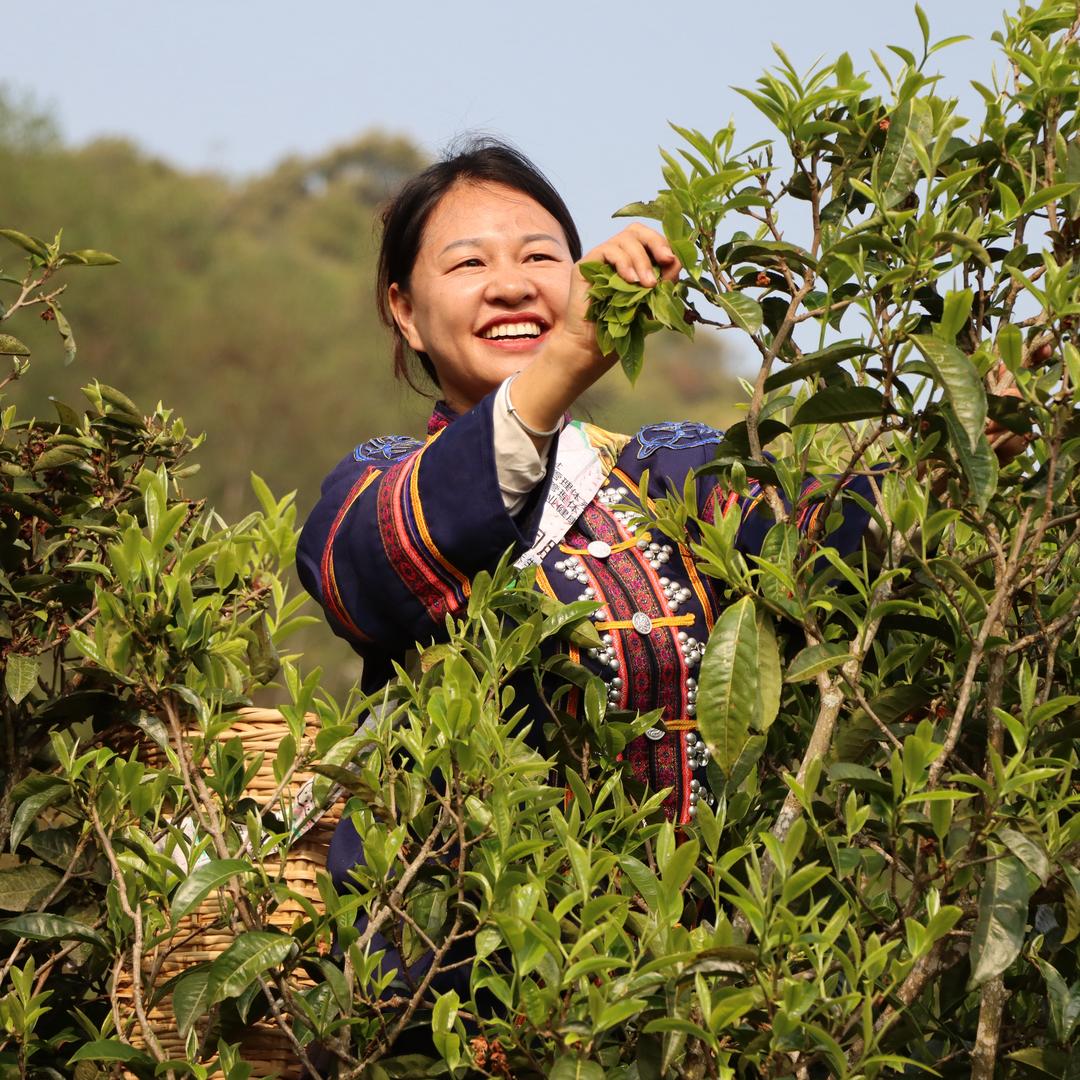 马邓茶芳姐
