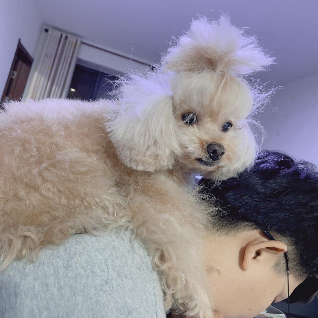 💋You家宠物,爱犬岛高端洗护🌸