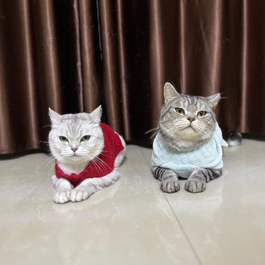 一只叫冬至🉐🐱