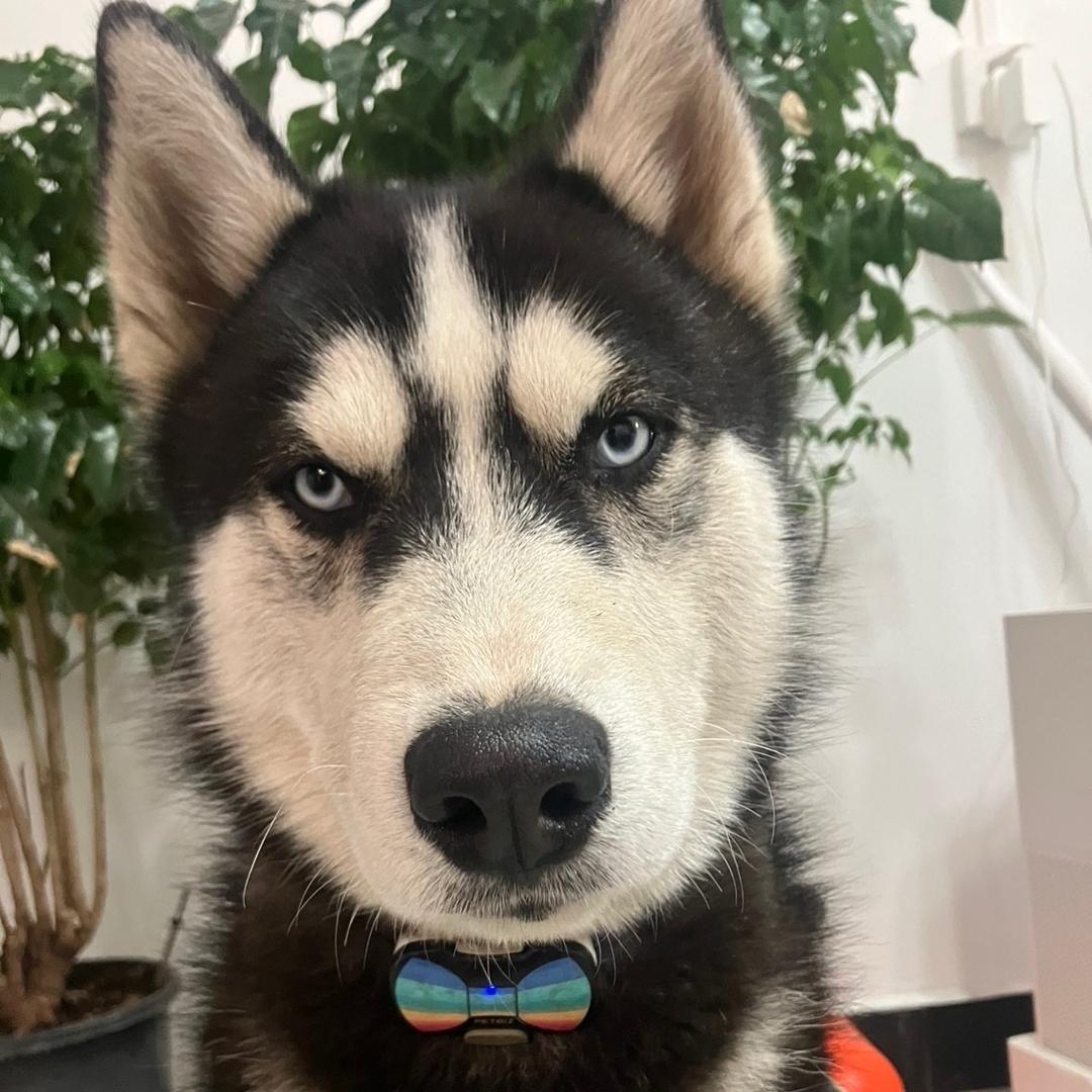 老二是只哈士奇