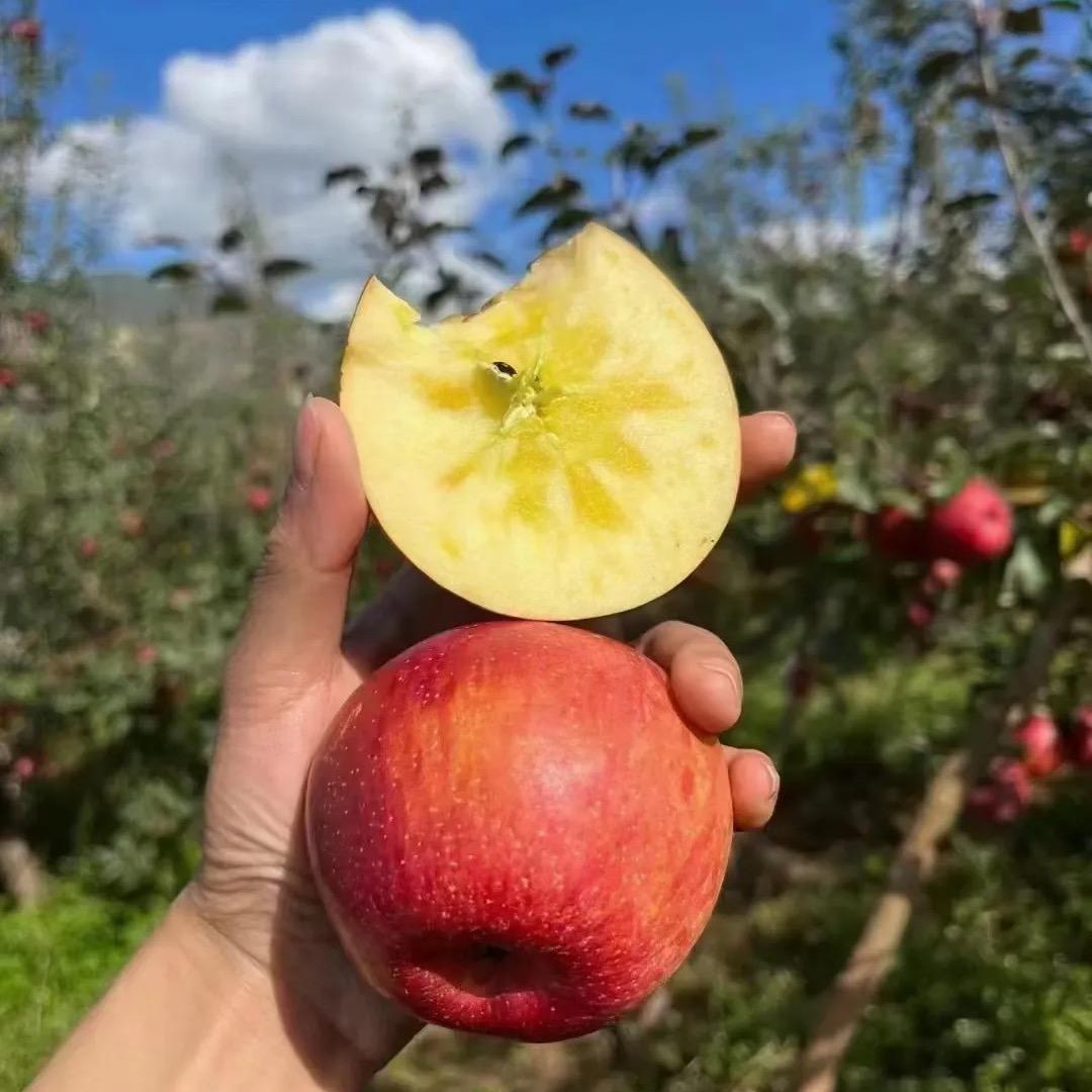 马教头产地溯源