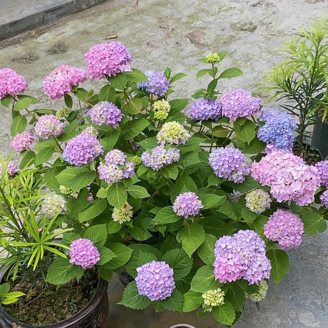 🌸珍