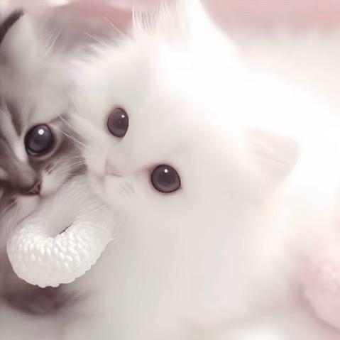 T^T ‍‍‍‍‍