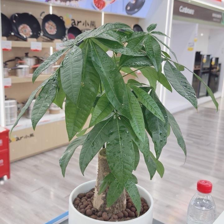 傅