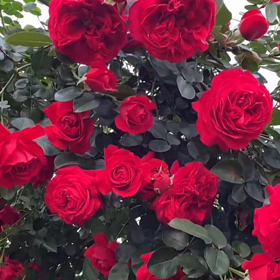 拾花月季花卉