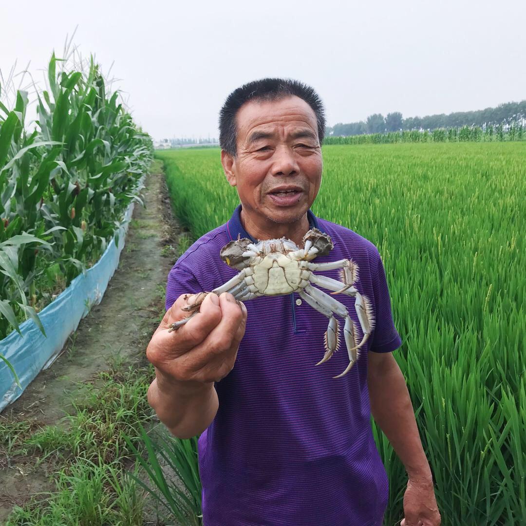 盘锦蟹田小爽种养殖专业合作社稻田蟹