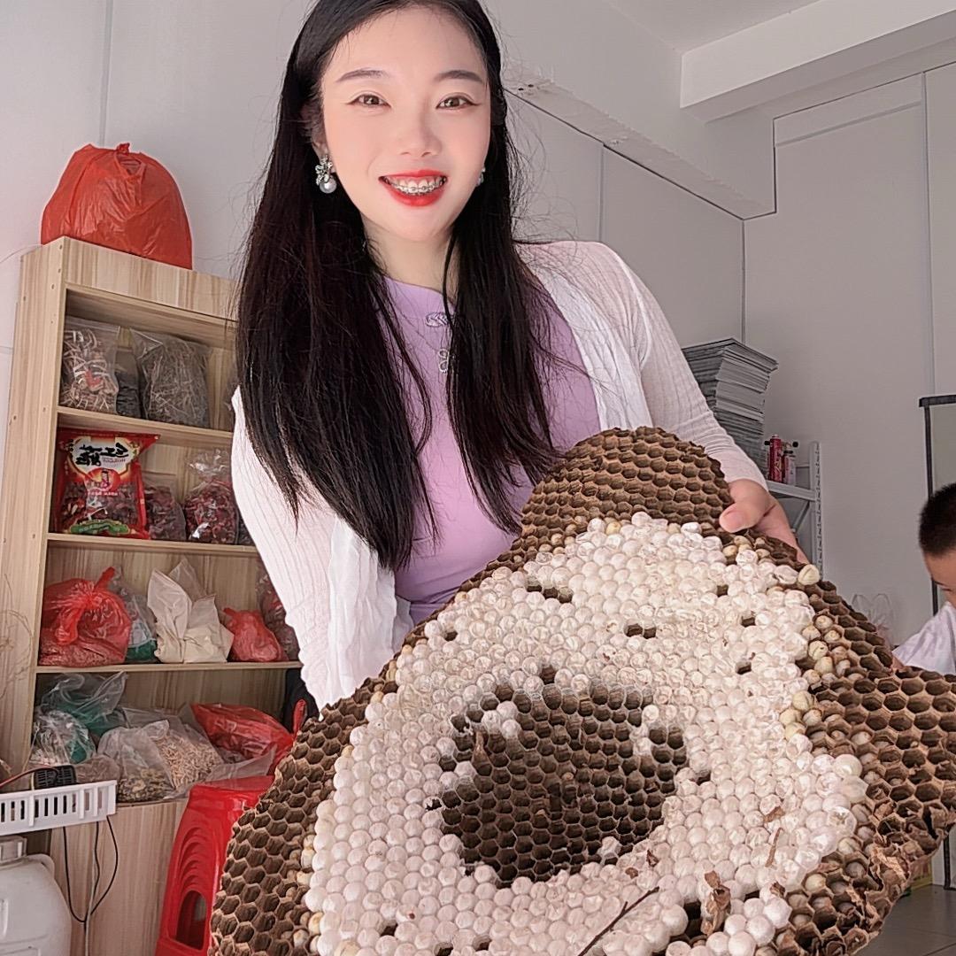 福建龙岩养虎头蜂的英子