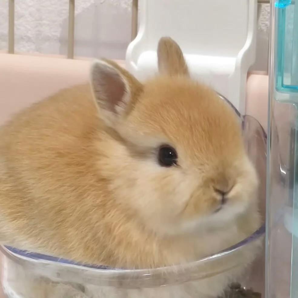 兔兔ye🐰