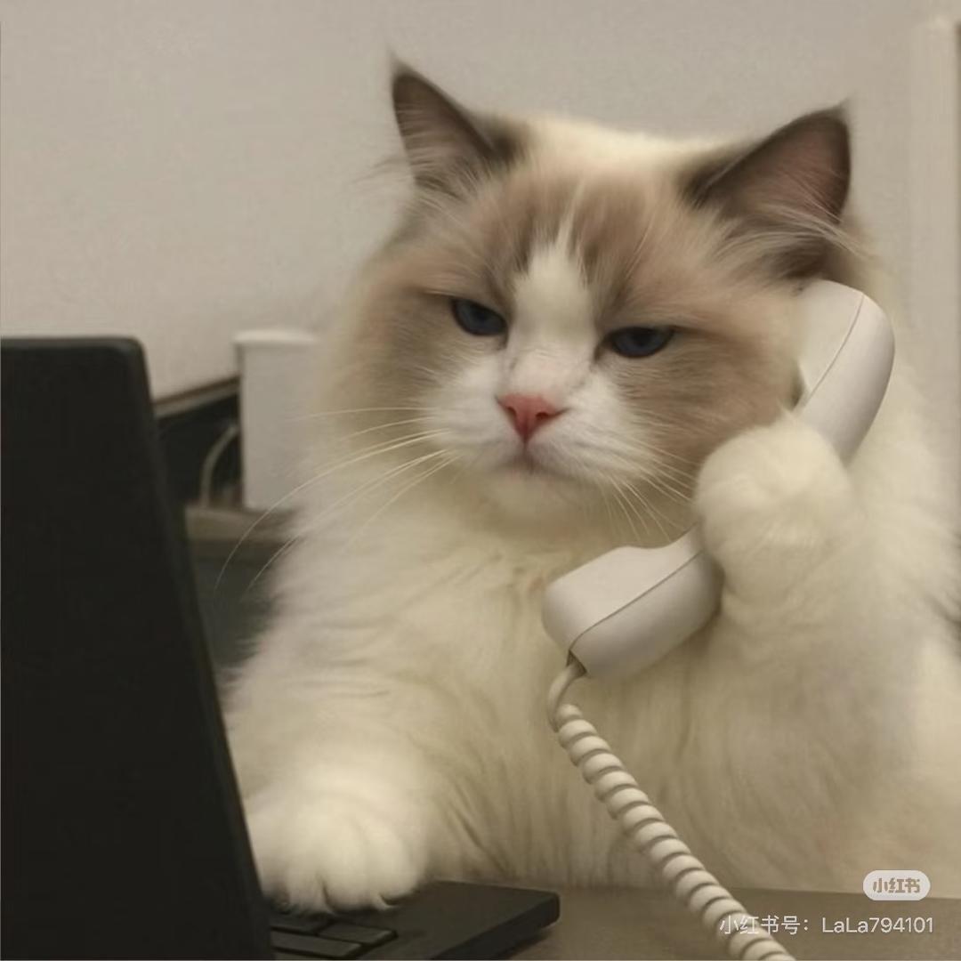 如果我没养猫会怎样