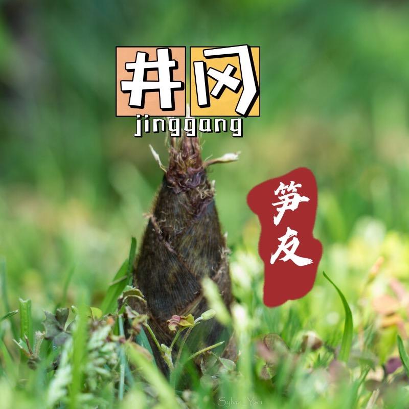 井冈笋友