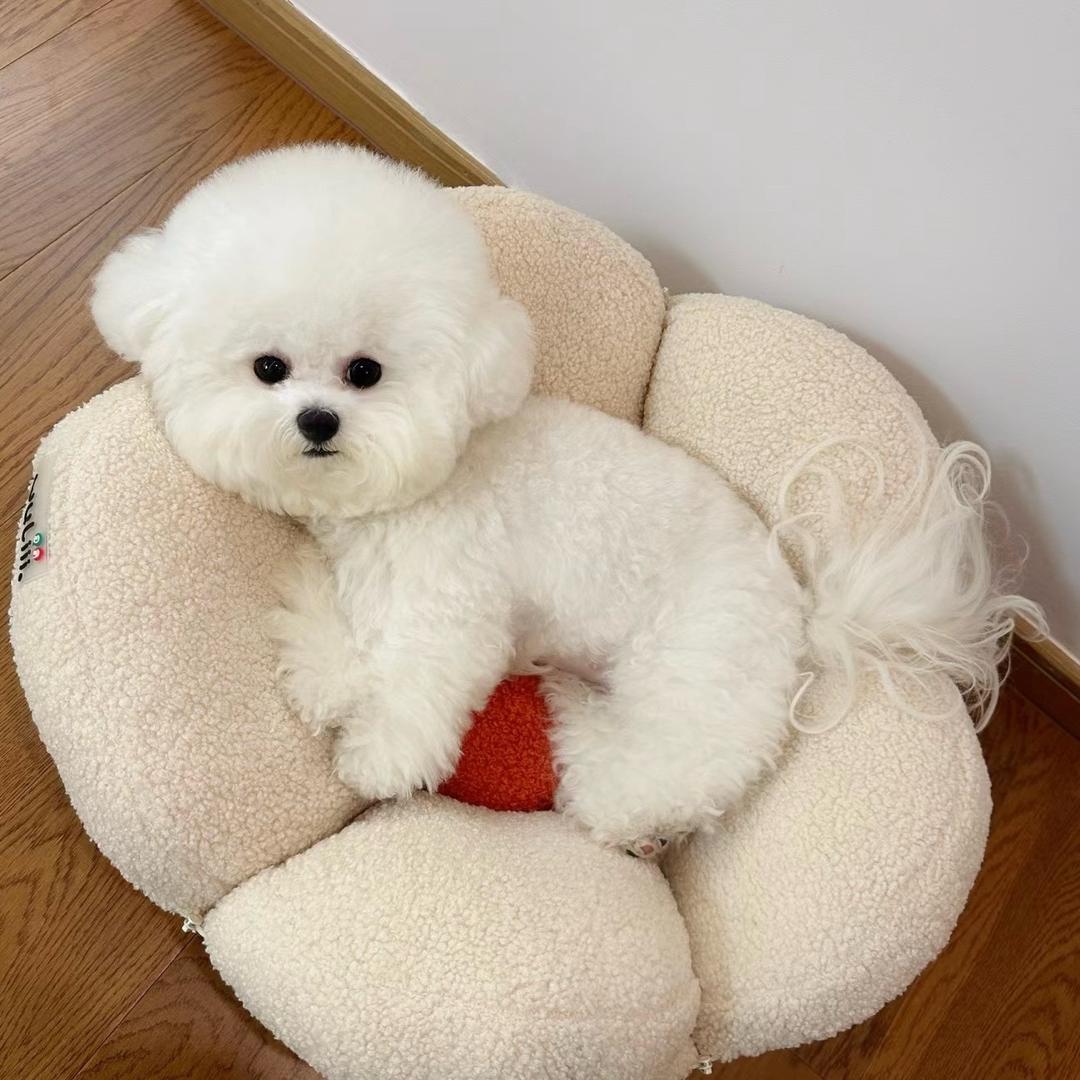 晴天家的韩系比熊