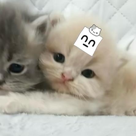 619