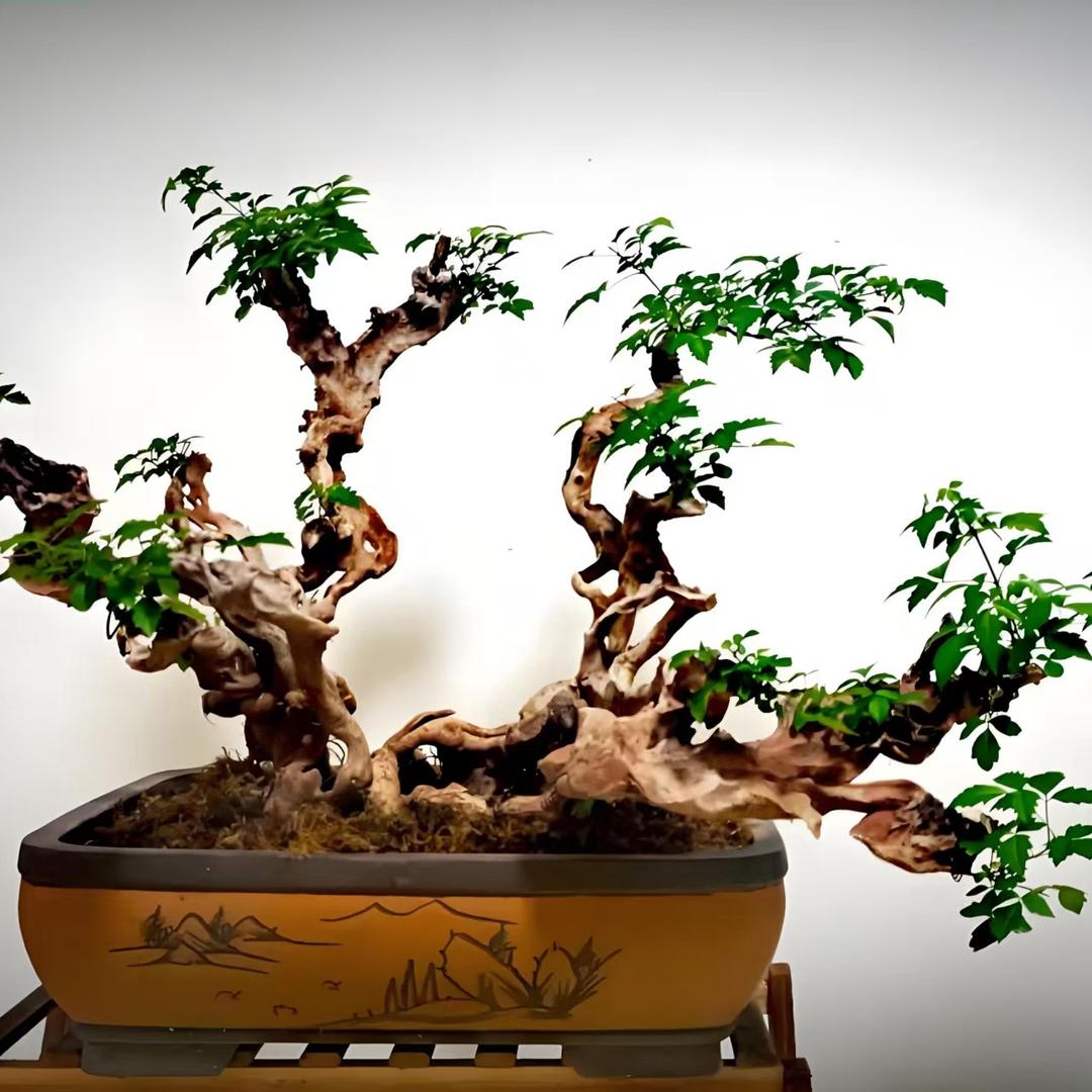 阿森黄荆盆景🪴