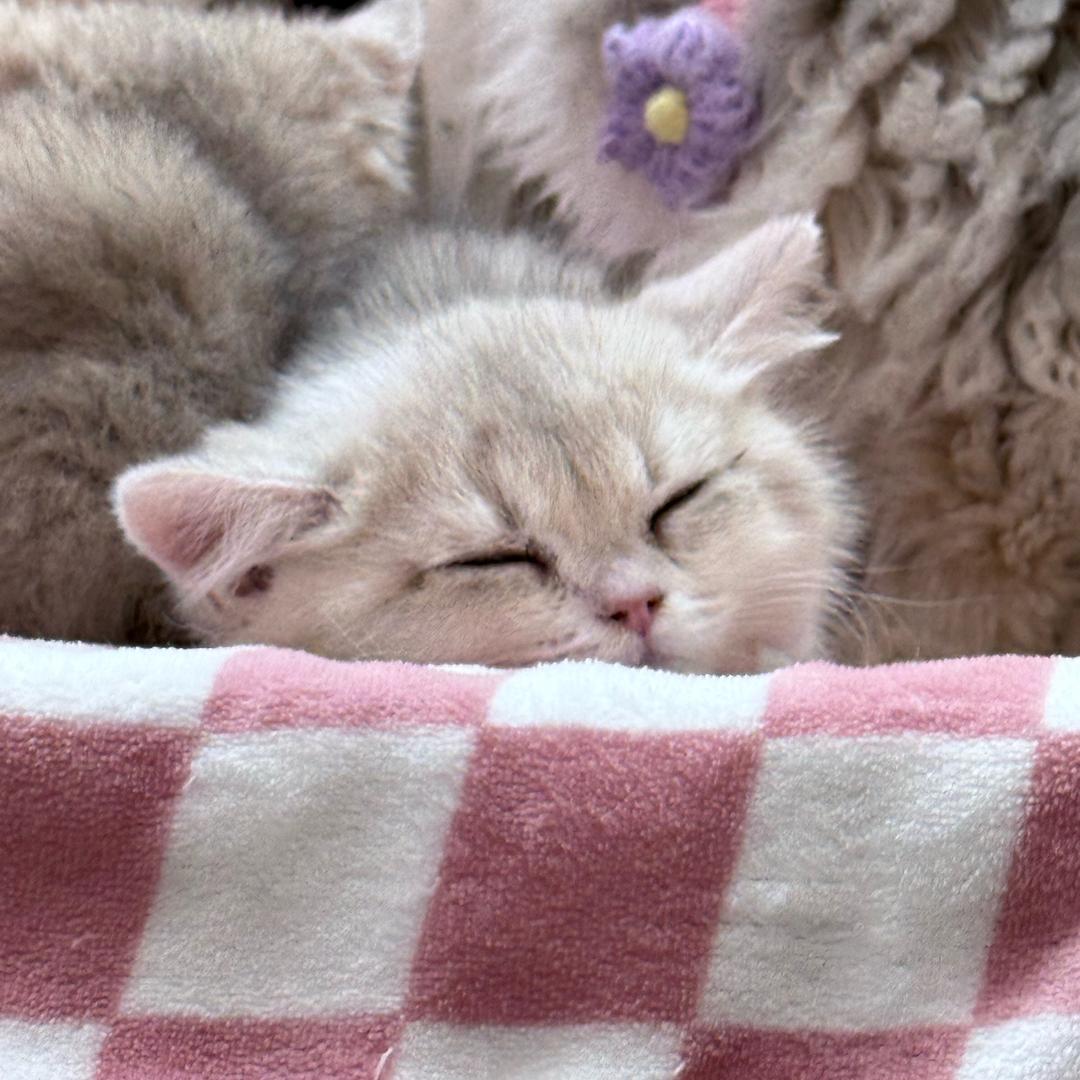 睡不着的泡泡糖💤