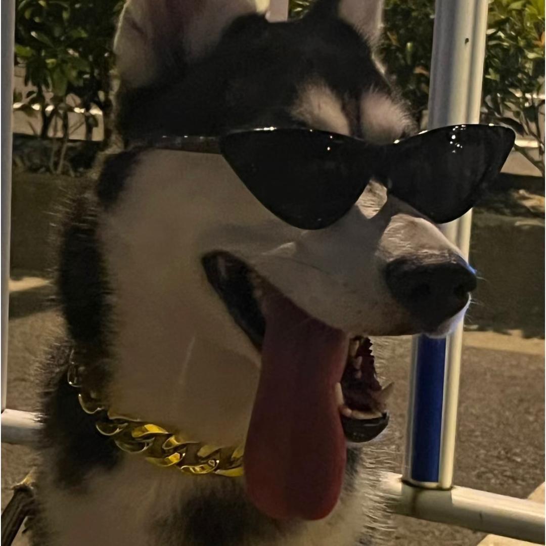 哈士奇本奇