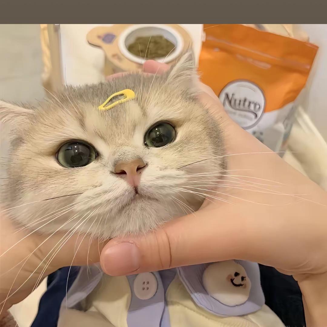 发才猫