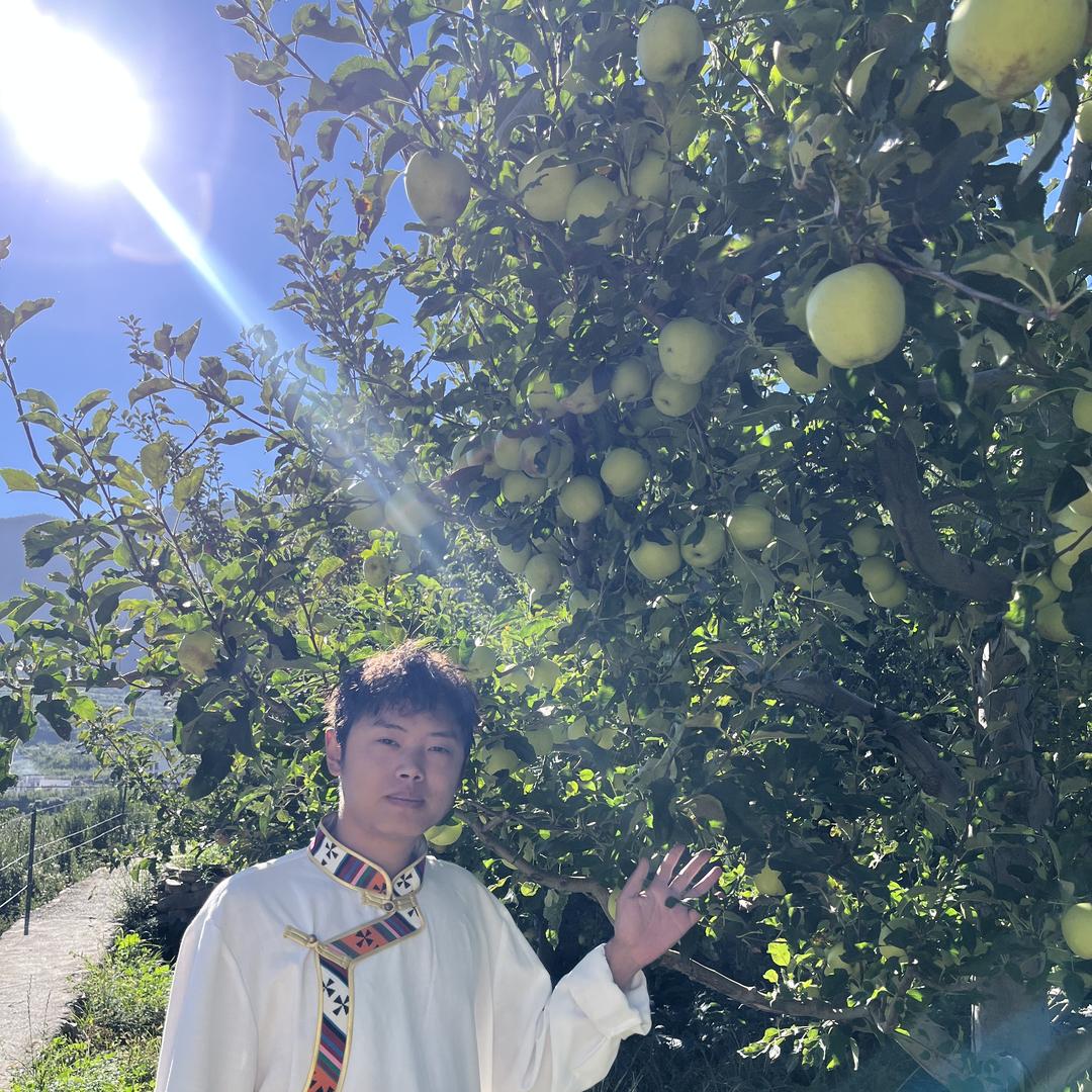 四川阿坝小金苹果