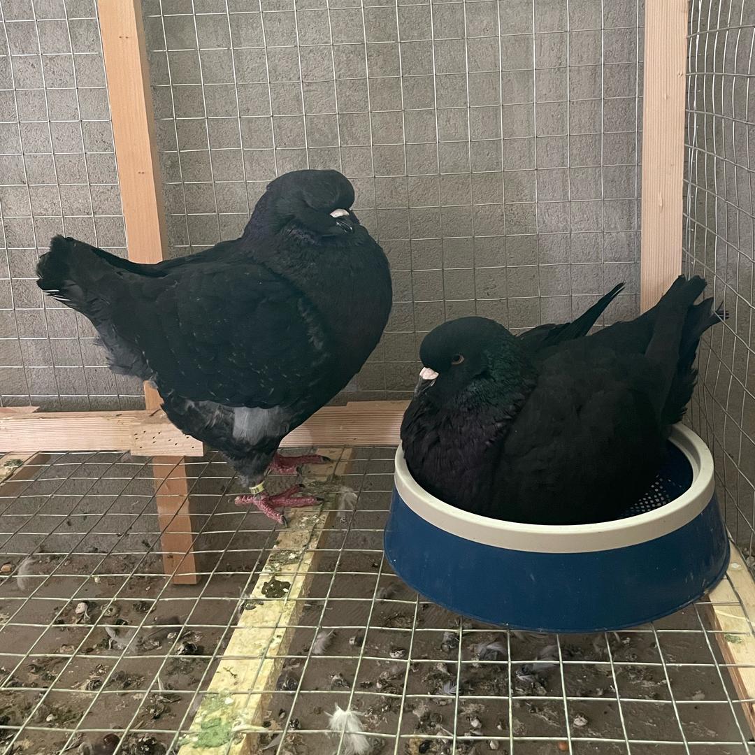 斌晟鸽舍（精品圆环）