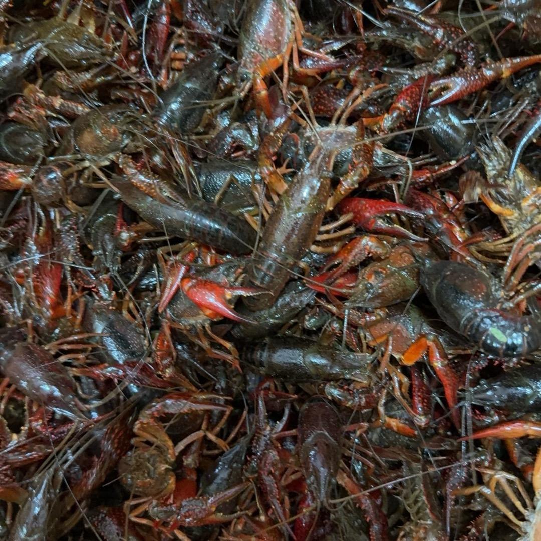 宜宾鑫丰虾业 、