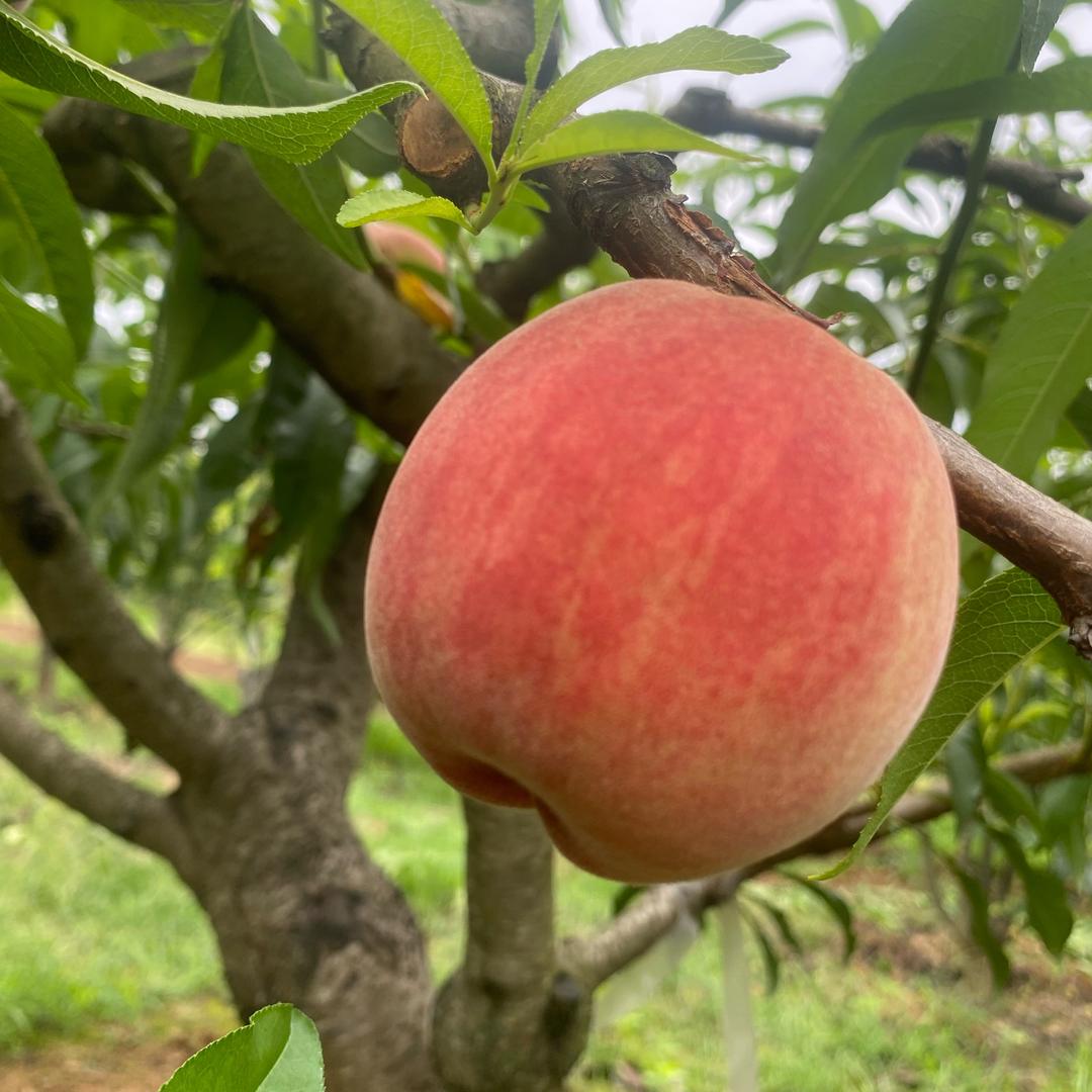 用户心静4126381000263