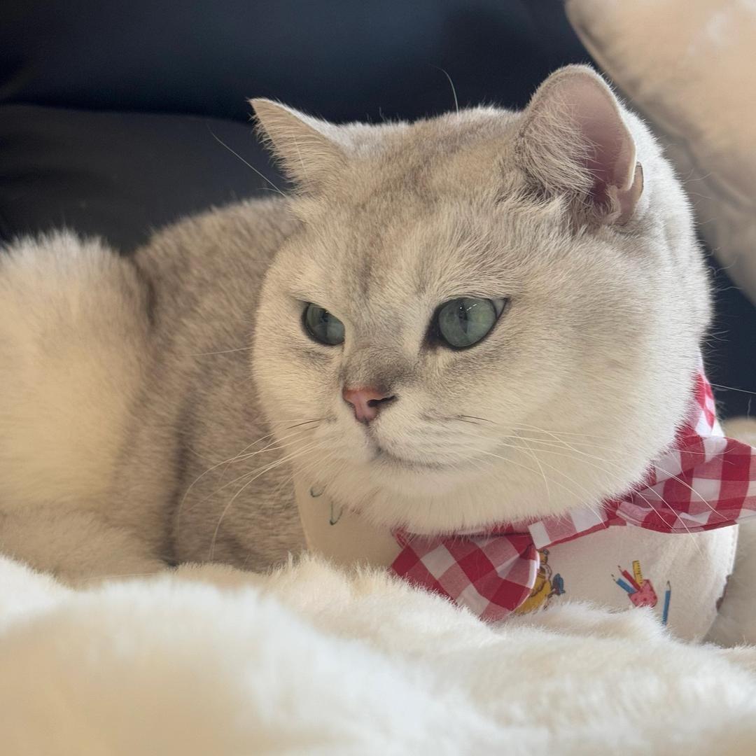 汤圆猫猫的日记🐈