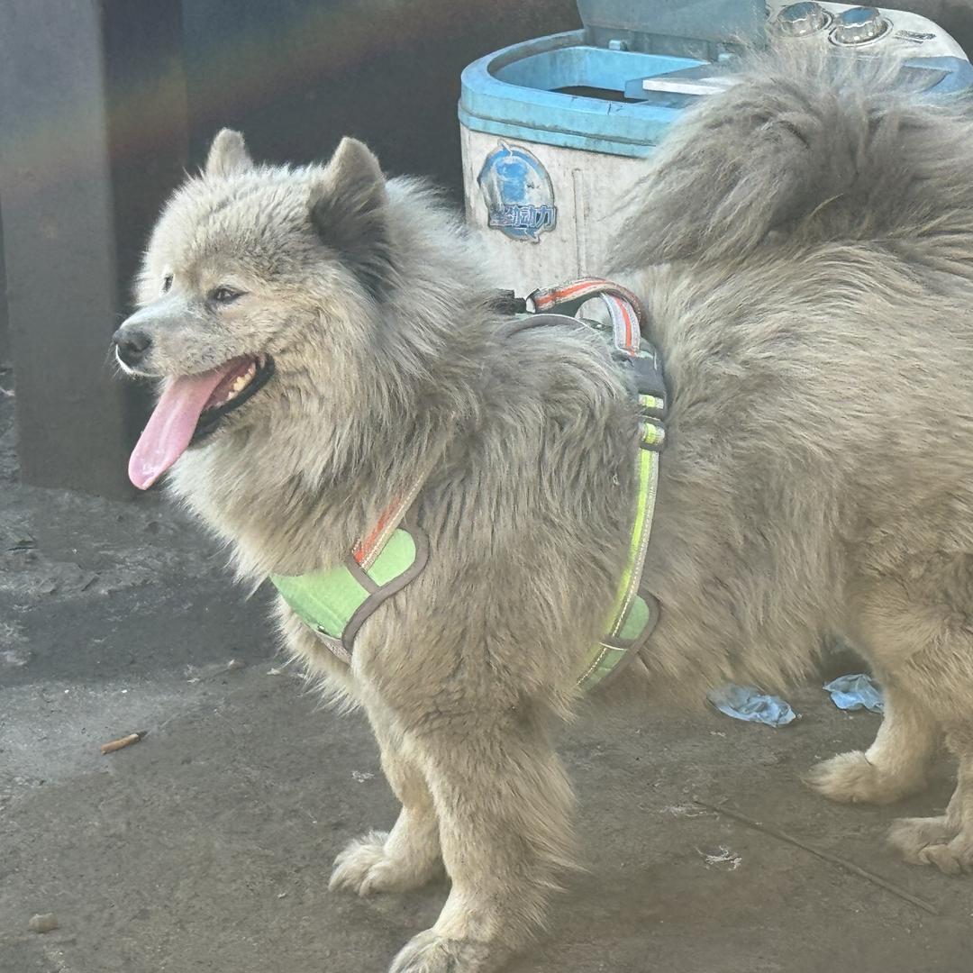 修狗十五专属牵引胸背