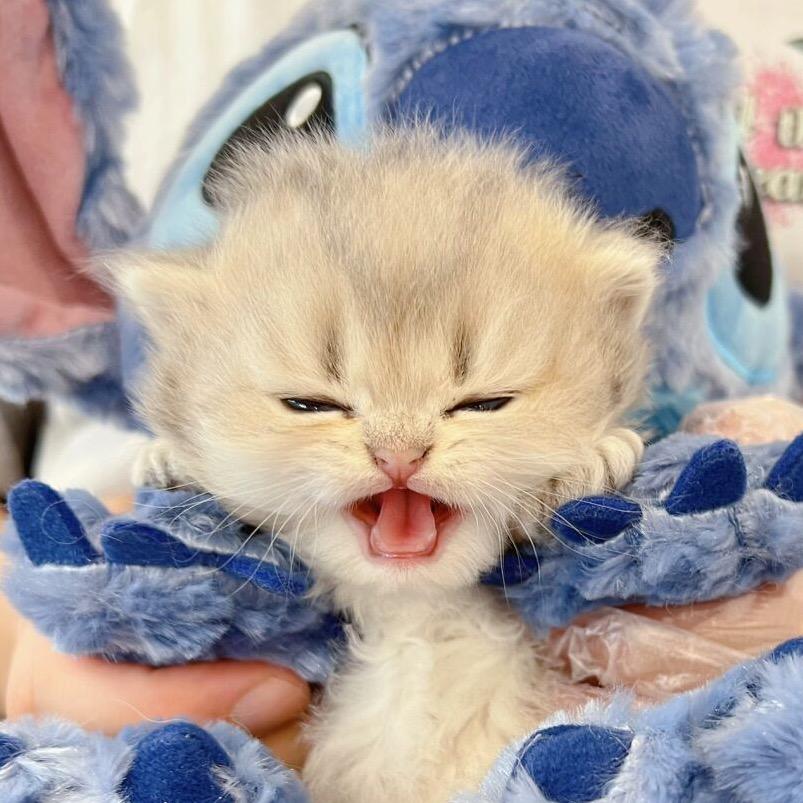龙华猫舍