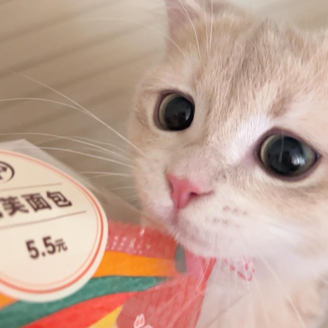 知世sz