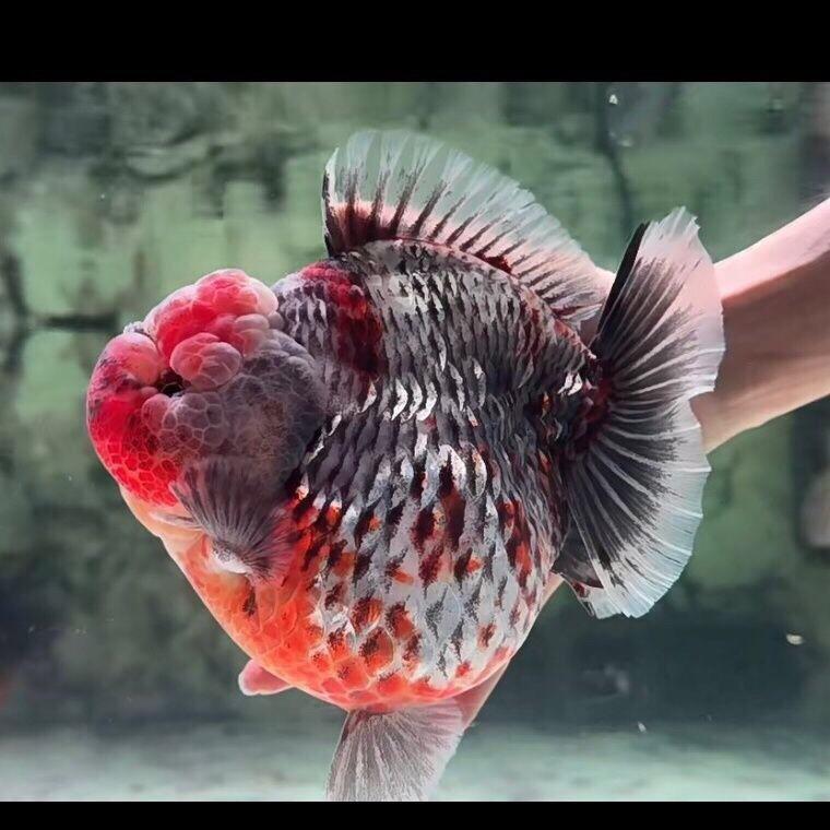 方印金鱼（直播号）