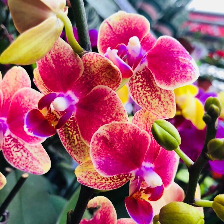 库尔勒华凌罗正雄花卉批发